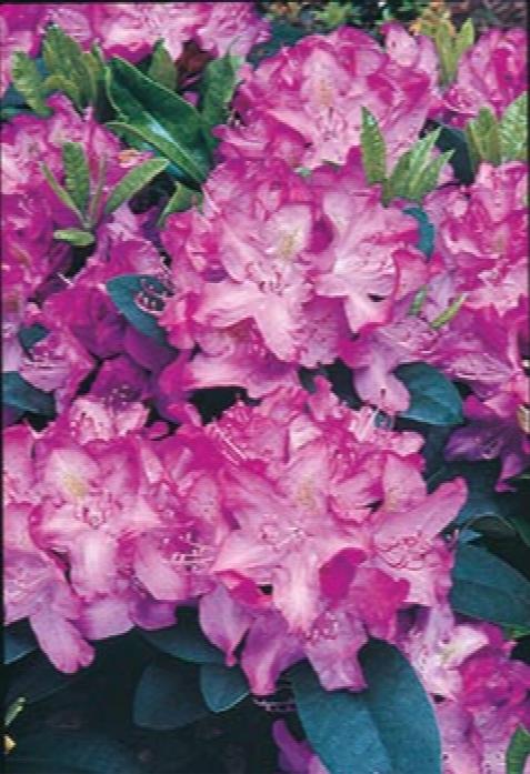 Rhododendron' Minnetonka