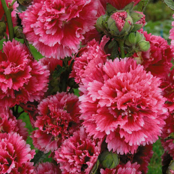 Alcea Rosea' Fiesta Time Specialty Hollyhock