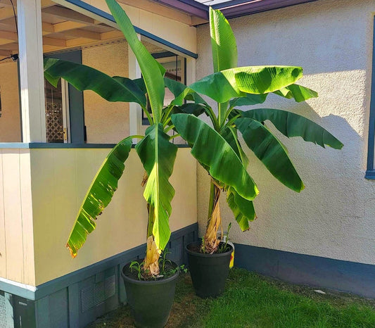 Musa Basjoo' Cold Hardy Banana Tree