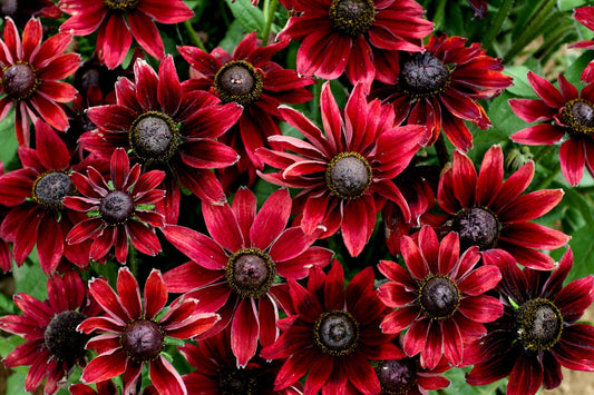 Rudbeckia' Cherry Brandy Specialty