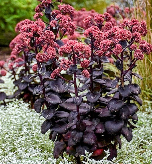 Sedum' Night Embers