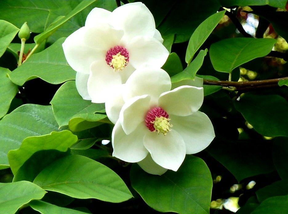 Magnolia' Sieboldii Colossus