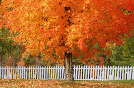 Acer' Fall Fiesta Sugar Maple Tree