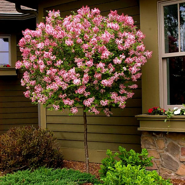 Syringa' Tinkerbelle® Dwarf Lilac Tree