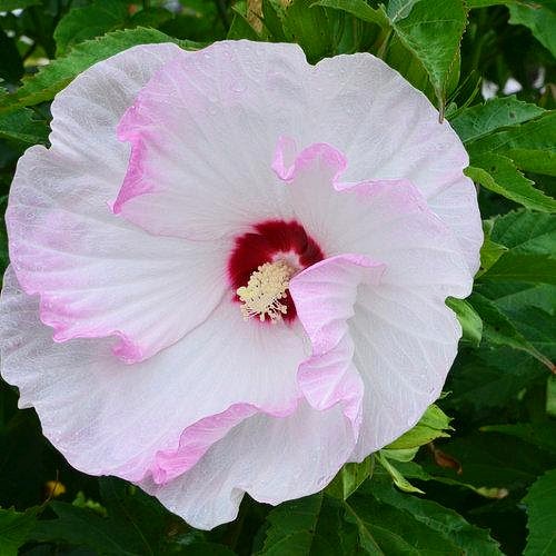 Hibiscus' Summerific® Ballet Slippers (Hardy/Perennial Hibiscus)