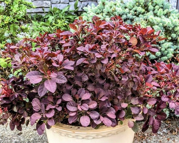 Cotinus' Velveteeny™ Dwarf Smokebush