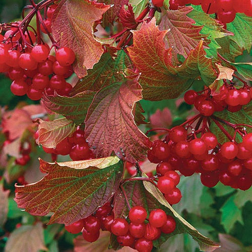 Viburnum' Bailey Compact American Cranberry