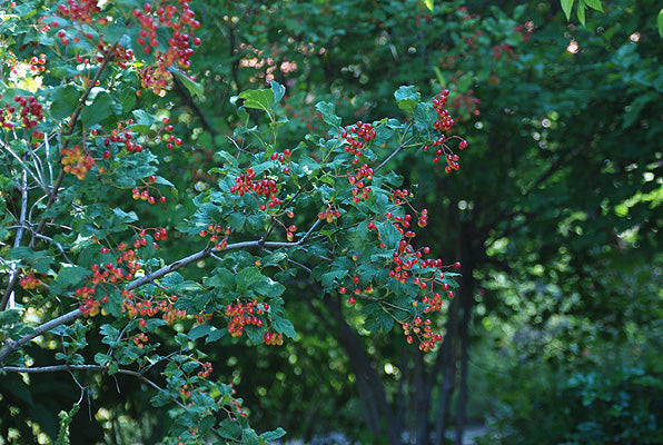 Viburnum' Lowbush Cranberry