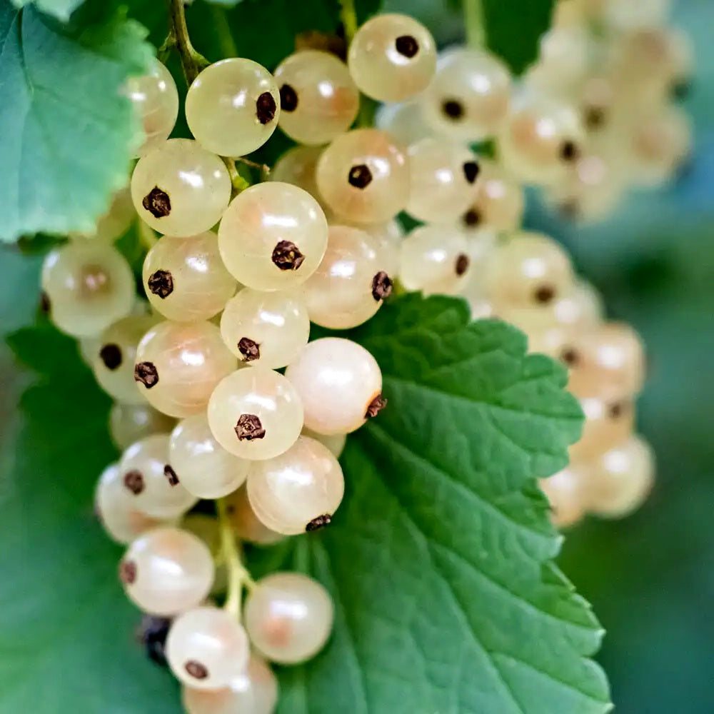 Ribes' White Currant